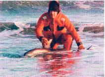 New Year's Day rescue of a dolphin. The dry suit allows us to enter the water in extremely cold temperatures.